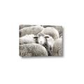Picture of Sheepish _GroupedProduct_Rectangle_Landscape_Photography _GroupedProduct_Rectangle_Landscape_Canvas_