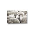 Picture of Sheepish _GroupedProduct_Rectangle_Landscape_Photography _GroupedProduct_Rectangle_Landscape_Canvas_