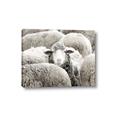 Picture of Sheepish _GroupedProduct_Rectangle_Landscape_Photography _GroupedProduct_Rectangle_Landscape_Canvas_