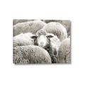 Picture of Sheepish _GroupedProduct_Rectangle_Landscape_Photography _GroupedProduct_Rectangle_Landscape_Canvas_
