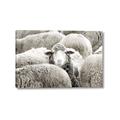 Picture of Sheepish _GroupedProduct_Rectangle_Landscape_Photography _GroupedProduct_Rectangle_Landscape_Canvas_