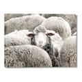 Picture of Sheepish _GroupedProduct_Rectangle_Landscape_Photography _GroupedProduct_Rectangle_Landscape_Canvas_