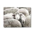 Picture of Sheepish _GroupedProduct_Rectangle_Landscape_Photography _GroupedProduct_Rectangle_Landscape_Canvas_