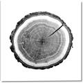 Picture of Log Slice I _GroupedProduct_Square_Photography _GroupedProduct_Square_Canvas_