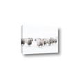 Picture of Sheep Party _GroupedProduct_Rectangle_Landscape_Photography _GroupedProduct_Rectangle_Landscape_Canvas_