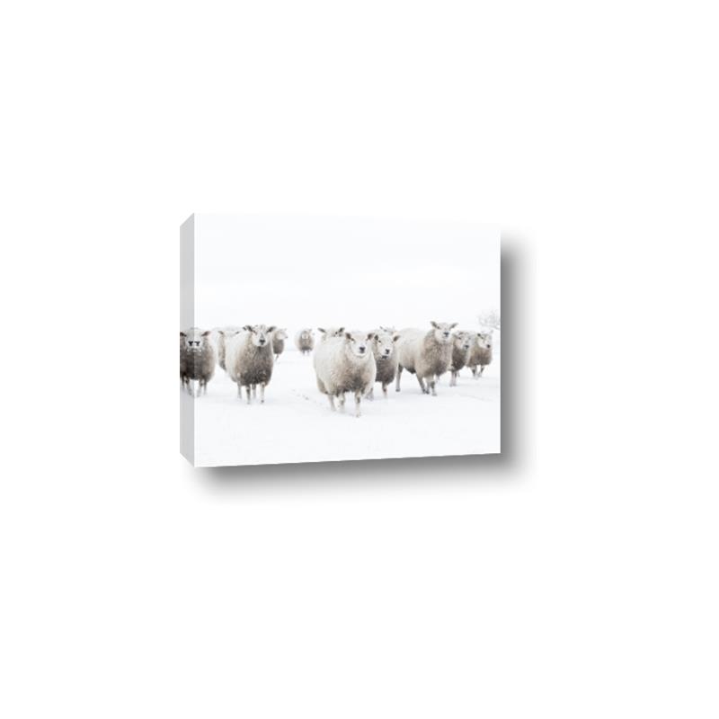 Picture of Sheep Party _GroupedProduct_Rectangle_Landscape_Photography _GroupedProduct_Rectangle_Landscape_Canvas_