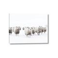 Picture of Sheep Party _GroupedProduct_Rectangle_Landscape_Photography _GroupedProduct_Rectangle_Landscape_Canvas_