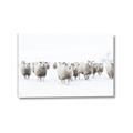 Picture of Sheep Party _GroupedProduct_Rectangle_Landscape_Photography _GroupedProduct_Rectangle_Landscape_Canvas_