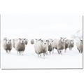 Picture of Sheep Party _GroupedProduct_Rectangle_Landscape_Photography _GroupedProduct_Rectangle_Landscape_Canvas_