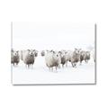 Picture of Sheep Party _GroupedProduct_Rectangle_Landscape_Photography _GroupedProduct_Rectangle_Landscape_Canvas_