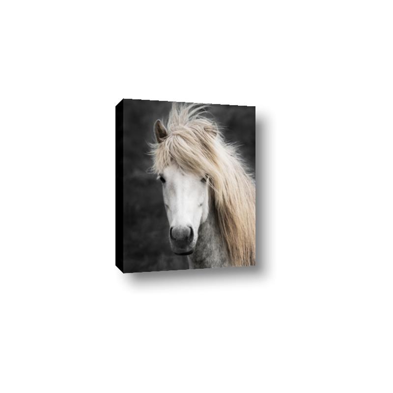 Picture of Stallion _GroupedProduct_Rectangle_Portrait_Photography _GroupedProduct_Rectangle_Portrait_Canvas_