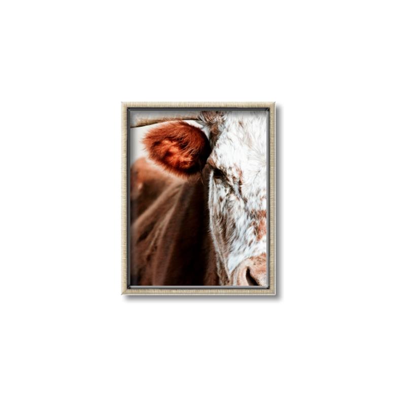 Picture of Brown & black Cattle _GroupedProduct_Rectangle_Portrait_Photography _GroupedProduct_Rectangle_Portrait_Canvas_Framed_