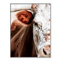 Picture of Brown & black Cattle _GroupedProduct_Rectangle_Portrait_Photography _GroupedProduct_Rectangle_Portrait_Canvas_Framed_