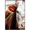 Picture of Brown & black Cattle _GroupedProduct_Rectangle_Portrait_Photography _GroupedProduct_Rectangle_Portrait_Canvas_Framed_