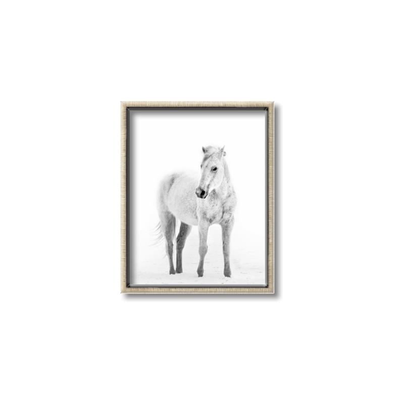 Picture of Solo White Horse _GroupedProduct_Rectangle_Portrait_Photography _GroupedProduct_Rectangle_Portrait_Canvas_Framed_