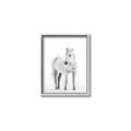 Picture of Solo White Horse _GroupedProduct_Rectangle_Portrait_Photography _GroupedProduct_Rectangle_Portrait_Canvas_Framed_