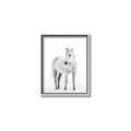 Picture of Solo White Horse _GroupedProduct_Rectangle_Portrait_Photography _GroupedProduct_Rectangle_Portrait_Canvas_Framed_