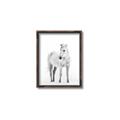 Picture of Solo White Horse _GroupedProduct_Rectangle_Portrait_Photography _GroupedProduct_Rectangle_Portrait_Canvas_Framed_