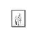 Picture of Solo White Horse _GroupedProduct_Rectangle_Portrait_Photography _GroupedProduct_Rectangle_Portrait_Canvas_Framed_