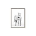 Picture of Solo White Horse _GroupedProduct_Rectangle_Portrait_Photography _GroupedProduct_Rectangle_Portrait_Canvas_Framed_