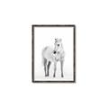 Picture of Solo White Horse _GroupedProduct_Rectangle_Portrait_Photography _GroupedProduct_Rectangle_Portrait_Canvas_Framed_