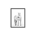 Picture of Solo White Horse _GroupedProduct_Rectangle_Portrait_Photography _GroupedProduct_Rectangle_Portrait_Canvas_Framed_