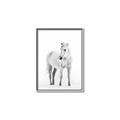 Picture of Solo White Horse _GroupedProduct_Rectangle_Portrait_Photography _GroupedProduct_Rectangle_Portrait_Canvas_Framed_