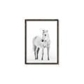 Picture of Solo White Horse _GroupedProduct_Rectangle_Portrait_Photography _GroupedProduct_Rectangle_Portrait_Canvas_Framed_