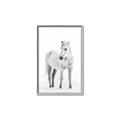 Picture of Solo White Horse _GroupedProduct_Rectangle_Portrait_Photography _GroupedProduct_Rectangle_Portrait_Canvas_Framed_