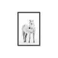 Picture of Solo White Horse _GroupedProduct_Rectangle_Portrait_Photography _GroupedProduct_Rectangle_Portrait_Canvas_Framed_