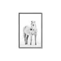 Picture of Solo White Horse _GroupedProduct_Rectangle_Portrait_Photography _GroupedProduct_Rectangle_Portrait_Canvas_Framed_