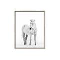 Picture of Solo White Horse _GroupedProduct_Rectangle_Portrait_Photography _GroupedProduct_Rectangle_Portrait_Canvas_Framed_