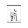 Picture of Solo White Horse _GroupedProduct_Rectangle_Portrait_Photography _GroupedProduct_Rectangle_Portrait_Canvas_Framed_