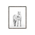Picture of Solo White Horse _GroupedProduct_Rectangle_Portrait_Photography _GroupedProduct_Rectangle_Portrait_Canvas_Framed_