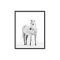 Picture of Solo White Horse _GroupedProduct_Rectangle_Portrait_Photography _GroupedProduct_Rectangle_Portrait_Canvas_Framed_