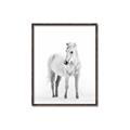 Picture of Solo White Horse _GroupedProduct_Rectangle_Portrait_Photography _GroupedProduct_Rectangle_Portrait_Canvas_Framed_