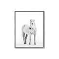 Picture of Solo White Horse _GroupedProduct_Rectangle_Portrait_Photography _GroupedProduct_Rectangle_Portrait_Canvas_Framed_
