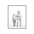 Picture of Solo White Horse _GroupedProduct_Rectangle_Portrait_Photography _GroupedProduct_Rectangle_Portrait_Canvas_Framed_