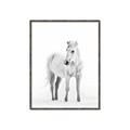 Picture of Solo White Horse _GroupedProduct_Rectangle_Portrait_Photography _GroupedProduct_Rectangle_Portrait_Canvas_Framed_