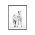 Picture of Solo White Horse _GroupedProduct_Rectangle_Portrait_Photography _GroupedProduct_Rectangle_Portrait_Canvas_Framed_