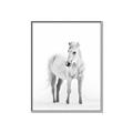 Picture of Solo White Horse _GroupedProduct_Rectangle_Portrait_Photography _GroupedProduct_Rectangle_Portrait_Canvas_Framed_