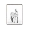 Picture of Solo White Horse _GroupedProduct_Rectangle_Portrait_Photography _GroupedProduct_Rectangle_Portrait_Canvas_Framed_