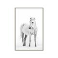 Picture of Solo White Horse _GroupedProduct_Rectangle_Portrait_Photography _GroupedProduct_Rectangle_Portrait_Canvas_Framed_