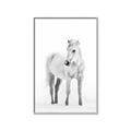 Picture of Solo White Horse _GroupedProduct_Rectangle_Portrait_Photography _GroupedProduct_Rectangle_Portrait_Canvas_Framed_