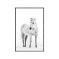 Picture of Solo White Horse _GroupedProduct_Rectangle_Portrait_Photography _GroupedProduct_Rectangle_Portrait_Canvas_Framed_