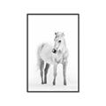 Picture of Solo White Horse _GroupedProduct_Rectangle_Portrait_Photography _GroupedProduct_Rectangle_Portrait_Canvas_Framed_