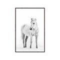 Picture of Solo White Horse _GroupedProduct_Rectangle_Portrait_Photography _GroupedProduct_Rectangle_Portrait_Canvas_Framed_