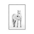Picture of Solo White Horse _GroupedProduct_Rectangle_Portrait_Photography _GroupedProduct_Rectangle_Portrait_Canvas_Framed_