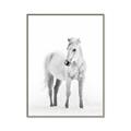 Picture of Solo White Horse _GroupedProduct_Rectangle_Portrait_Photography _GroupedProduct_Rectangle_Portrait_Canvas_Framed_