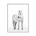 Picture of Solo White Horse _GroupedProduct_Rectangle_Portrait_Photography _GroupedProduct_Rectangle_Portrait_Canvas_Framed_